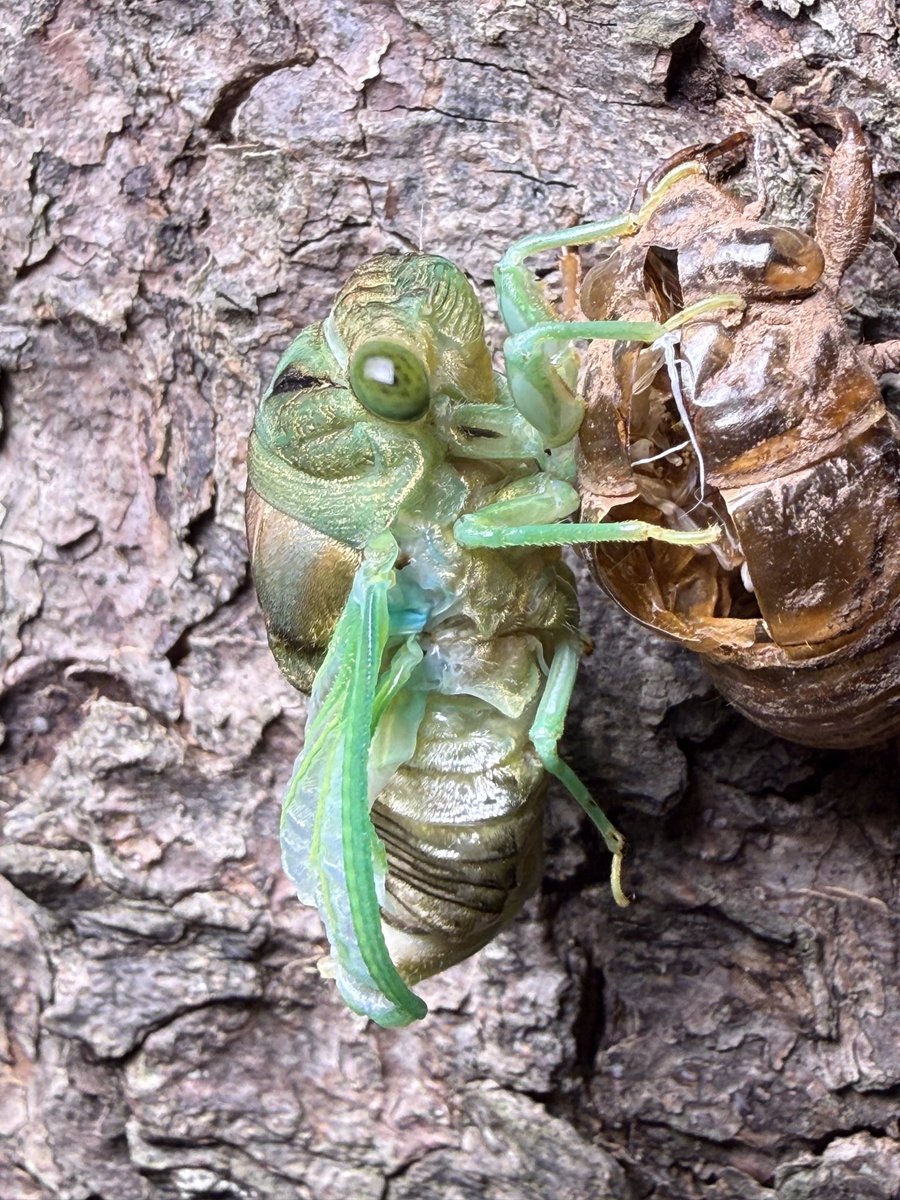 cicadamania's tweet photo. Molted Neotibicen tibicen tibicen tibicen (just kidding about the last tibicen) https://t.co/LTYpI92plS