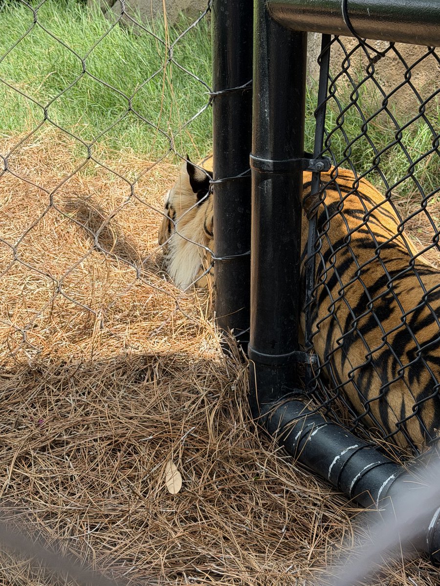 JaceySmith2030's tweet photo. Tournament weekends are about more than softball—they're opportunities to explore college campuses &amp; sports history.
Loved visiting LSU &amp; touring the Marucci campus. Grateful for these experiences and the time spent making memories with amazing teammates! 🥎#GeauxTigers
#Marucci https://t.co/zPlYtnrU2f