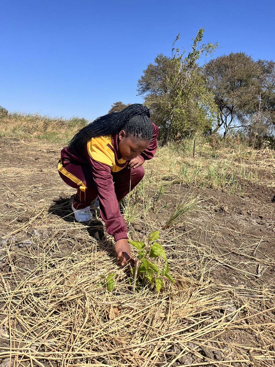 hut_green's tweet photo. From tree identification to nutrition research. Maranatha High School’s Environmental Club is learning how indigenous trees can support biodiversity, healthy diets and sustainable food forests. 🌱
#Forwardwegrow #UrbanFutures #Sustainability https://t.co/YaGZf6EvRV