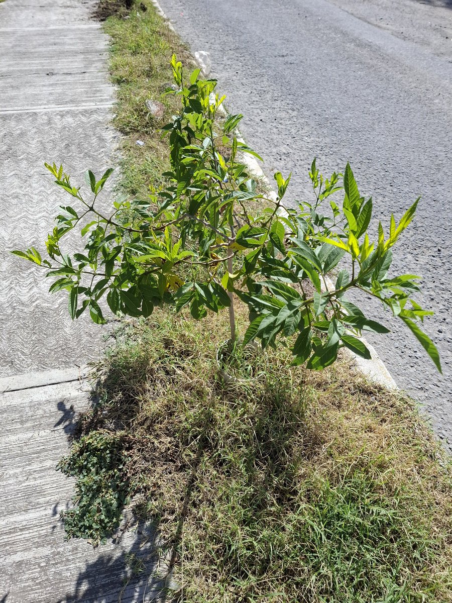 GuardabosqueUrb's tweet photo. #Seguimiento | 🌳 Se van adaptando favorablemente los dos Tecoma Stans y el Tejocote, plantados en calle Xaxalpa, no presentan indicios de plaga y se miran saludables. 🫶🥳 https://t.co/srxx0LHzjY