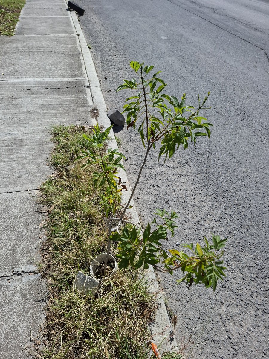 GuardabosqueUrb's tweet photo. #Seguimiento | 🌳 Se van adaptando favorablemente los dos Tecoma Stans y el Tejocote, plantados en calle Xaxalpa, no presentan indicios de plaga y se miran saludables. 🫶🥳 https://t.co/srxx0LHzjY