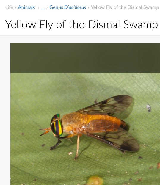 TemmieMew's tweet photo. top 1 hardest bug name https://t.co/ychz42cmrf