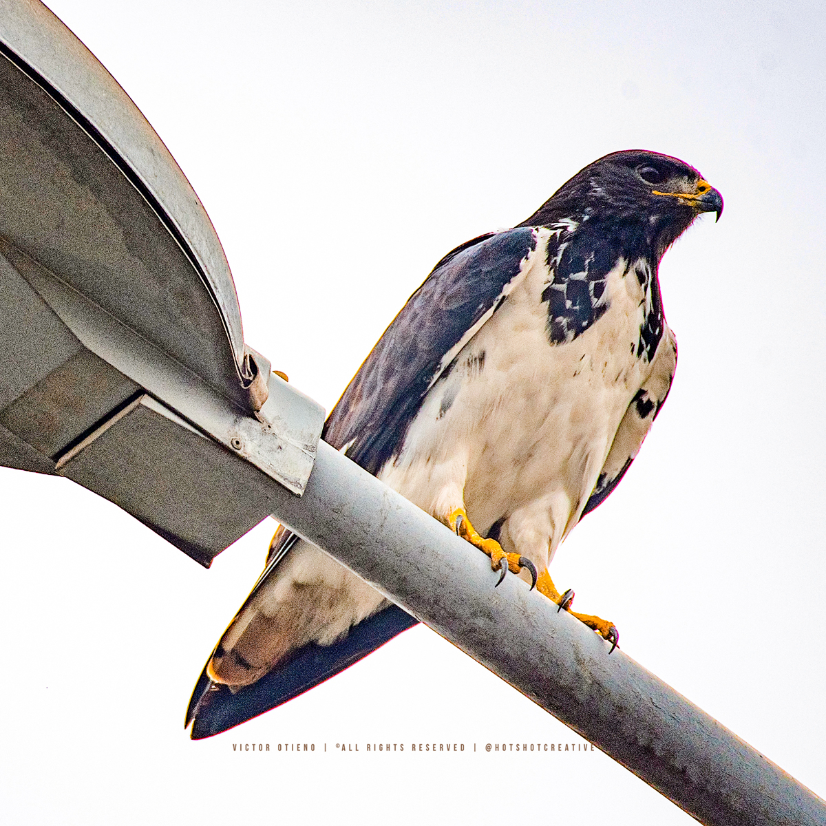 hotshotcreative's tweet photo. Endangered street lighs?
A Augur Buzzard (Buteo augur) perches on a lamp post along the ICD slip road on the eastern outskirts of the Nairobi National park.
All the street poles along this stretch have since been nicked by scrap metal dealers. #BirdPhotography #BirdsofKenya https://t.co/Ci0mhzjDQu