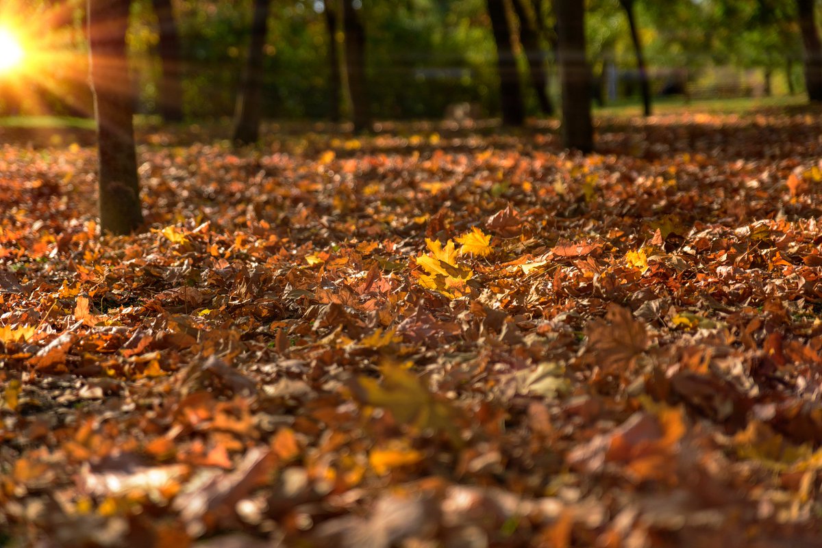 spore17's tweet photo. Sunny autumn afternoon vibes  Grabbed a warm latte and walked through the falling leaves—perfect way to slow down. https://t.co/26C6RuMIeI