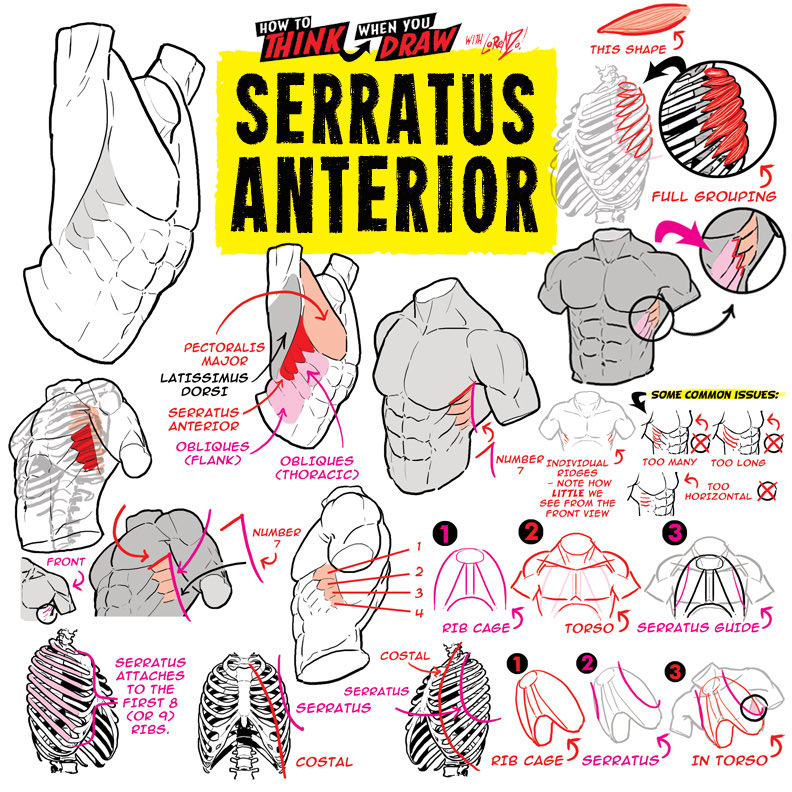 EtheringtonBros's tweet photo. SERRATUS ANTERIOR! To get the FREE monthly How to THINK When You draw digital MAGAZINE, (including NEW tutorials, a YEAR before they appear online) just tap the link in the bio HERE:  @etheringtonbros 
#anime #manga #comicart #conceptart #gamedev https://t.co/fICpqJws3V