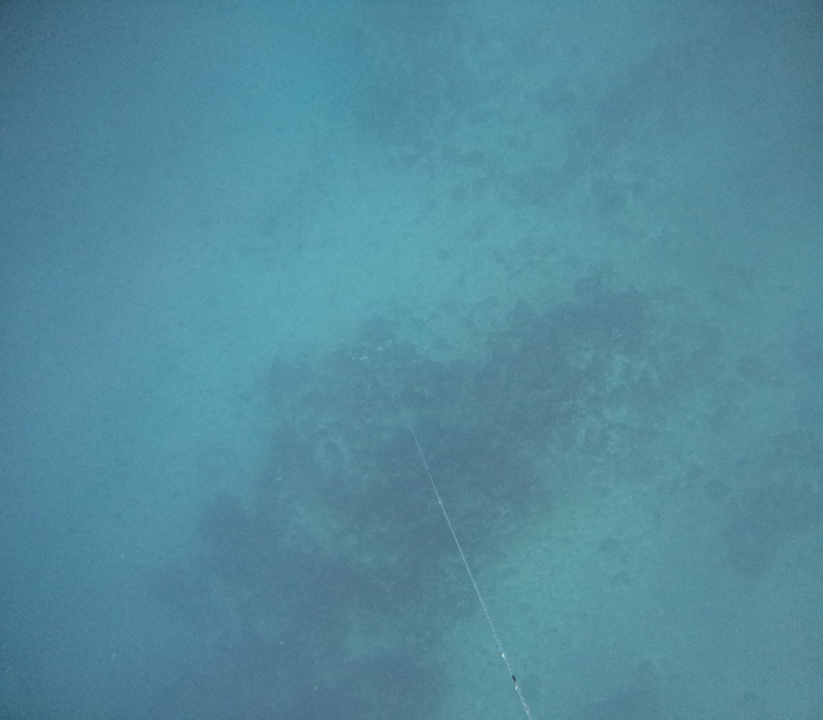 Freedive_Lamia's tweet photo. https://t.co/wXHAr9WE7O https://t.co/wtNa5mUL3G
