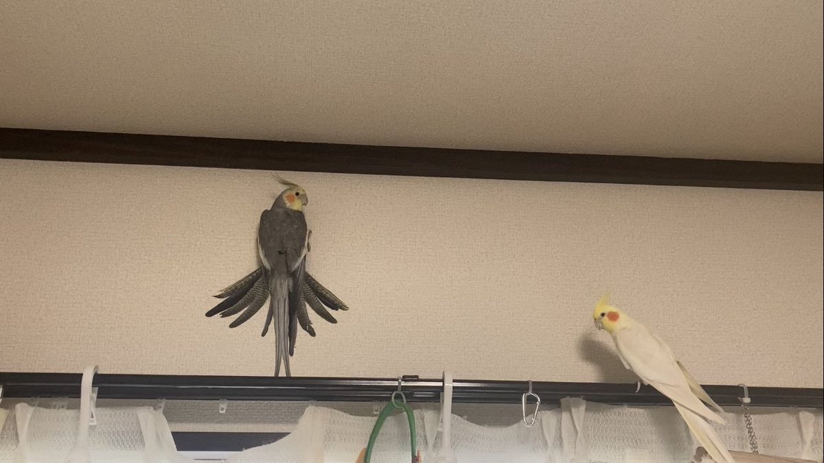 hoholala_days's tweet photo. 飛ぶの下手くそ界隈のオカメは大人でも壁に不時着しますね… https://t.co/Jna4gXMGbl