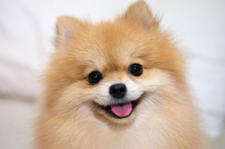 Jennarwec78's tweet photo. 🐶"Animals don't speak our language,but they understand our heart ❤️
#NatureLovers #AnimalPhotography #PetLove #WildLifePhotography #BeautifulCreatures #LoveForAnimals #NatureBeauty #AnimalWorld #CutePets #WildAndFree #EarthsBeauty #AnimalKingdom https://t.co/SzEQiP2MeN