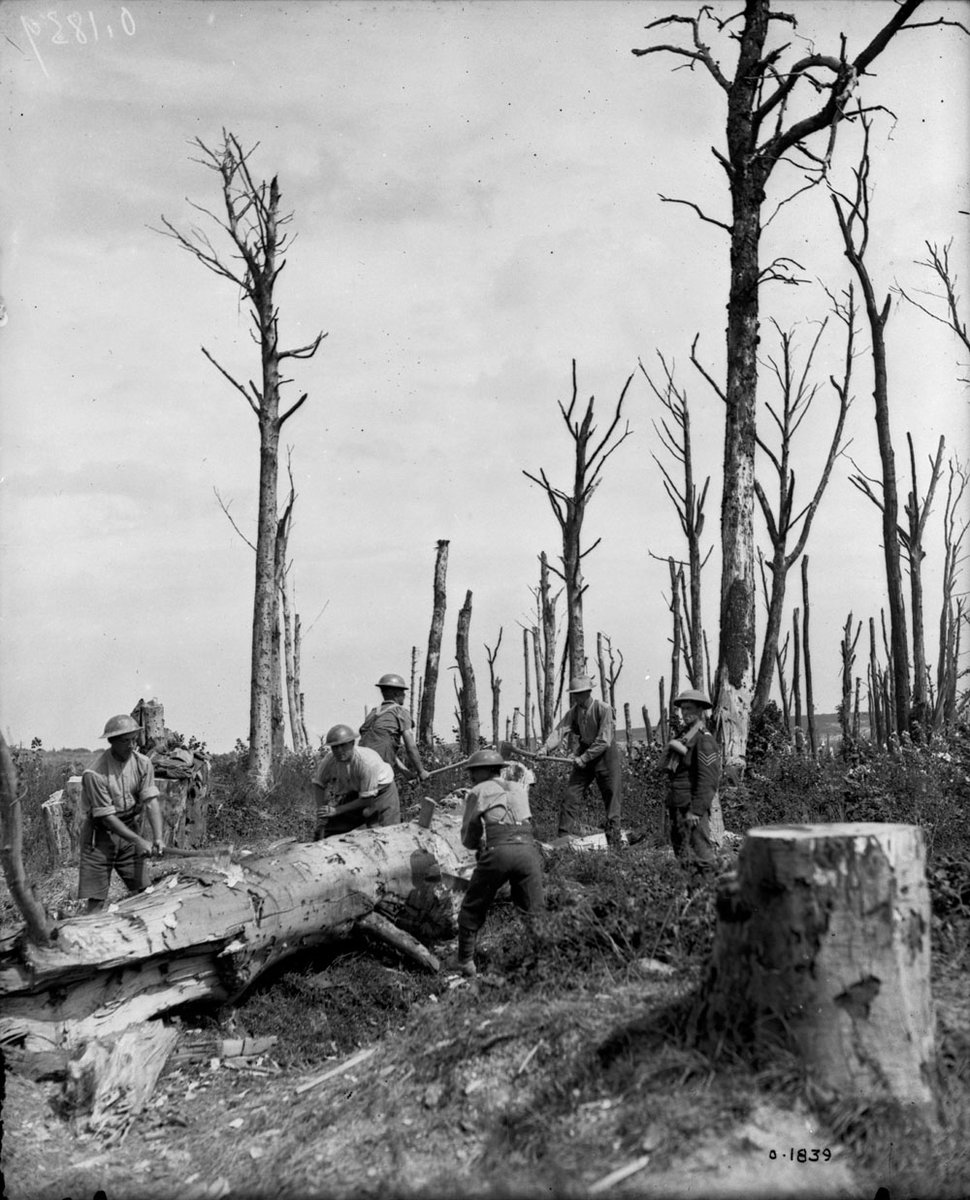 vimyfoundation's tweet photo. Canadian pioneers felling shell-shattered trees. August, 1917.

//

Des pionniers canadiens abattent des arbres déchiquetés par les bombardements. Août 1917. https://t.co/8AOxBautRL