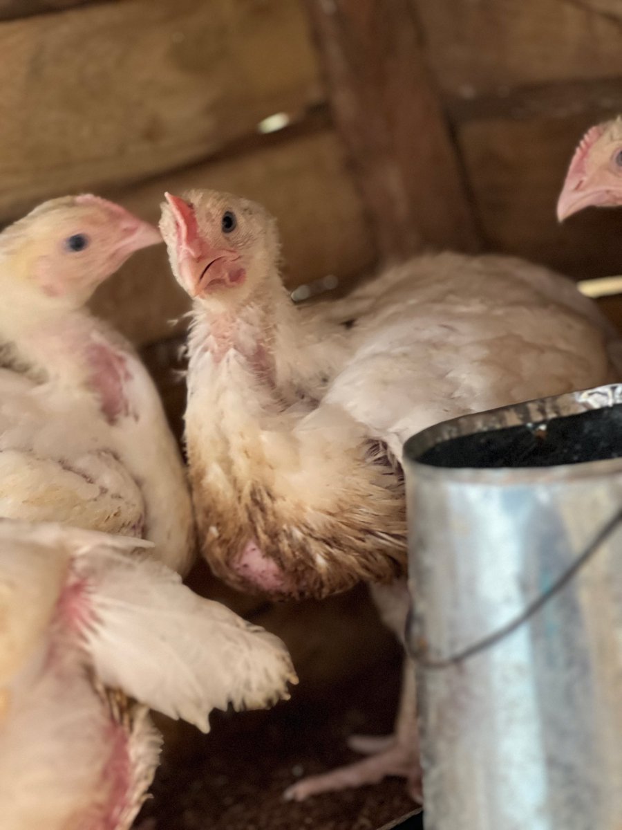 TCradleOBeauty's tweet photo. I sell chickens and chicken feeds too.. I am ready to deliver. Help me repost🙏🏾 https://t.co/F7oCNaeyOw