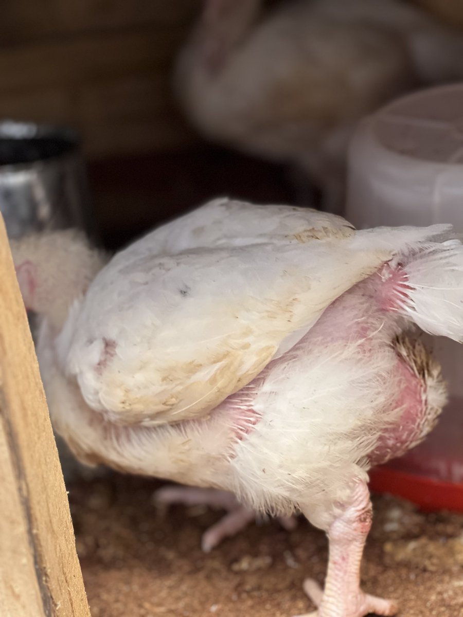 TCradleOBeauty's tweet photo. I sell chickens and chicken feeds too.. I am ready to deliver. Help me repost🙏🏾 https://t.co/F7oCNaeyOw