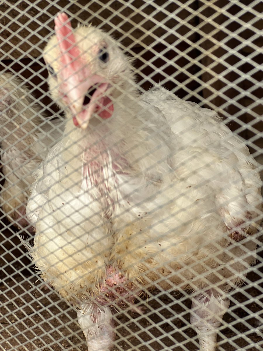 TCradleOBeauty's tweet photo. I sell chickens and chicken feeds too.. I am ready to deliver. Help me repost🙏🏾 https://t.co/F7oCNaeyOw