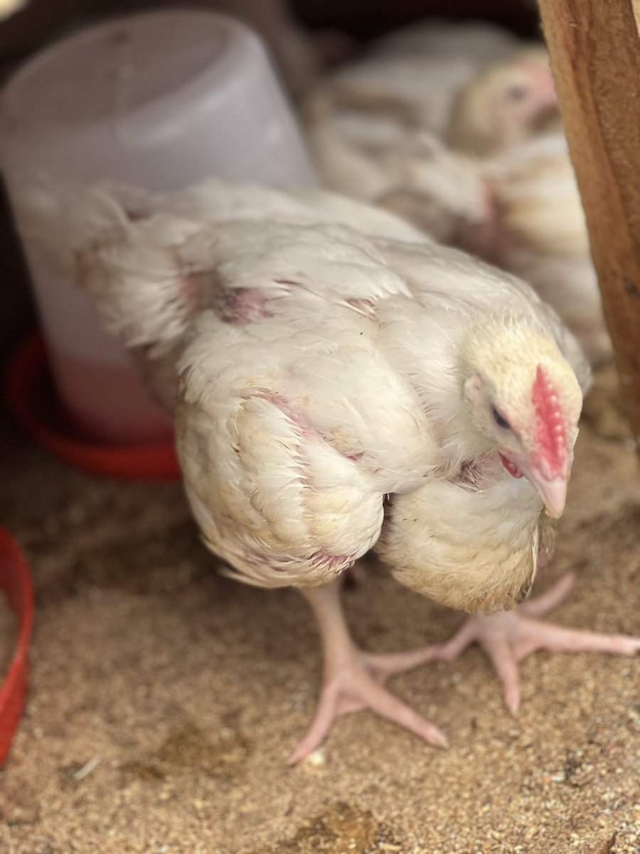 TCradleOBeauty's tweet photo. I sell chickens and chicken feeds too.. I am ready to deliver. Help me repost🙏🏾 https://t.co/F7oCNaeyOw
