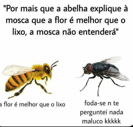 shitpostverdade's tweet photo. https://t.co/o6kyCQK2nR