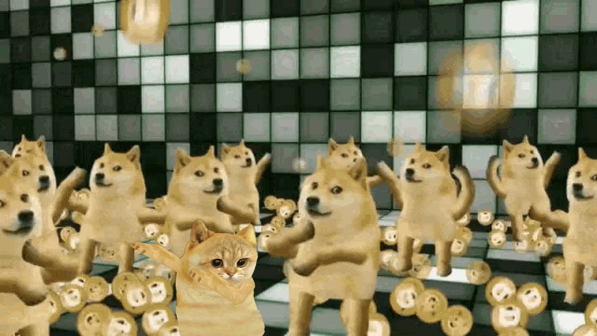 ethereumcate's tweet photo. such doges

one $cate

many opinions

mow https://t.co/71ekyUByEj