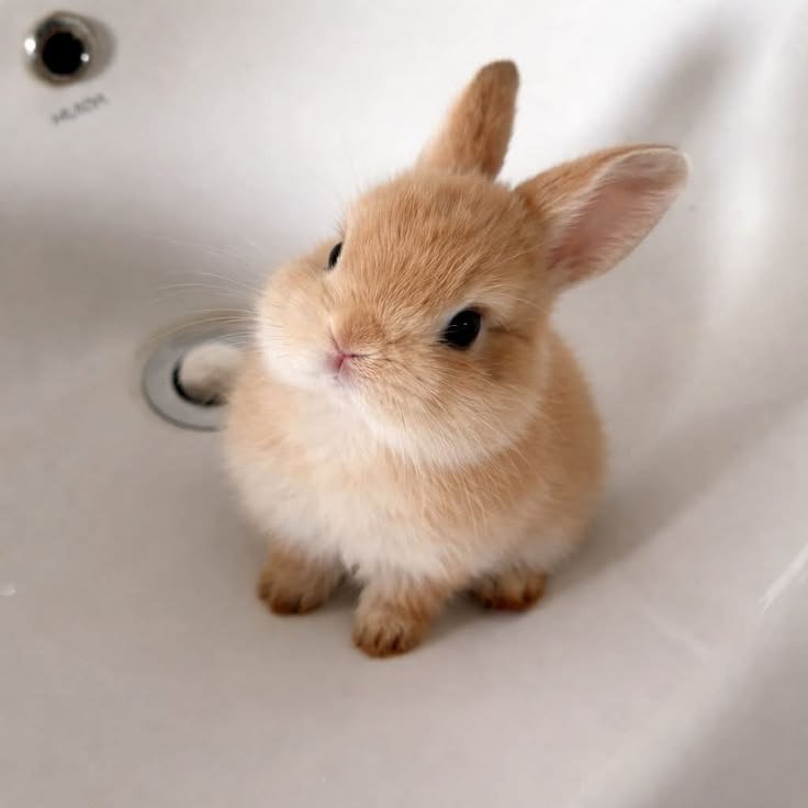 popularrabbit's tweet photo. Beautiful bunny https://t.co/DPFUCD8bzs