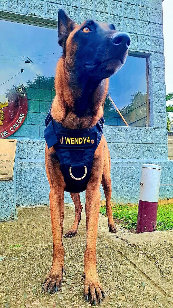 ReservaBR4's tweet photo. ¡Feliz cumpleaños, Wendy! 🐾🎉 Esta valiente canina ha ayudado a despejar cerca de 5.000 m² en Cesar, llevando seguridad y esperanza a las comunidades. Junto a su guía, sigue siendo una heroína de cuatro patas. 🇨🇴 https://t.co/7NswqNGM9G