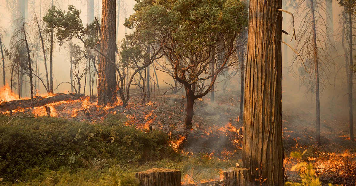 A fire shows bright orange flames consuming the undergrowth and fallen logs on the ground. Thick grey smoke rises, partially obscuring the background trees. Some green foliage and several tree stumps are visible in the foreground.