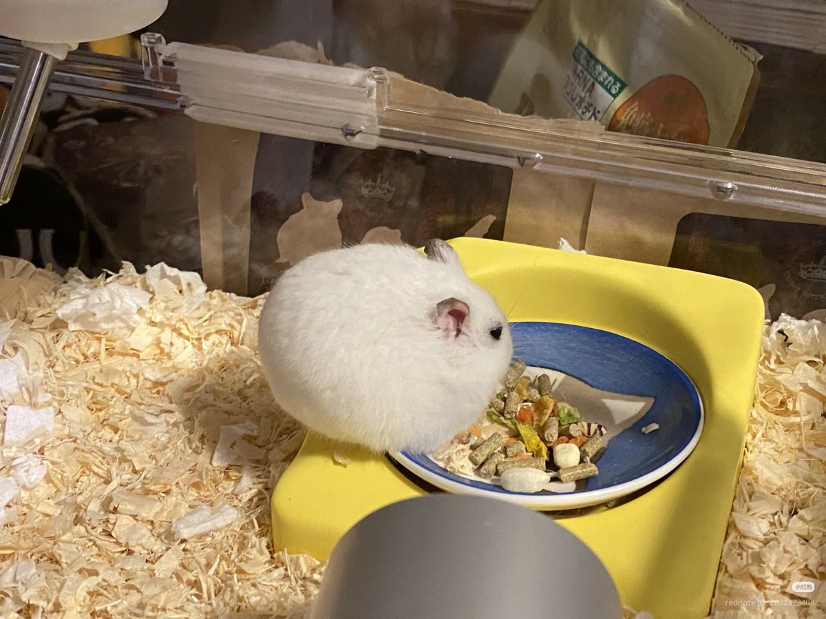 TweetsOfHamster's tweet photo. Mouse's Perfect Sphere https://t.co/2w8IUtYwG5