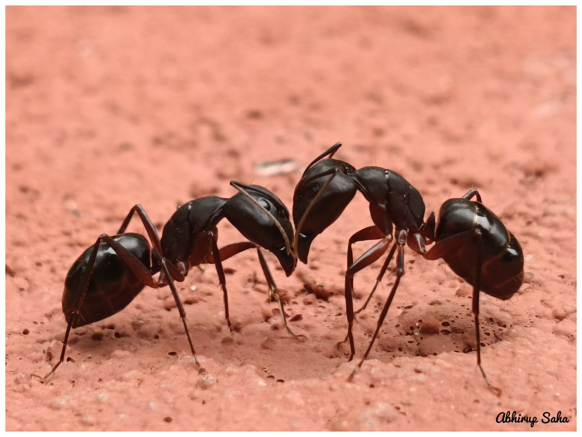 sahaabhirup99's tweet photo. #Ants touch face-to-face to smell each other's unique chemical colony passport.If a nestmate smells strange from foraging, it triggers a brief aggressive jaw-flare.Once their antennae confirm they are family, the tension drops and they move on. https://t.co/h6URZ4WcqD