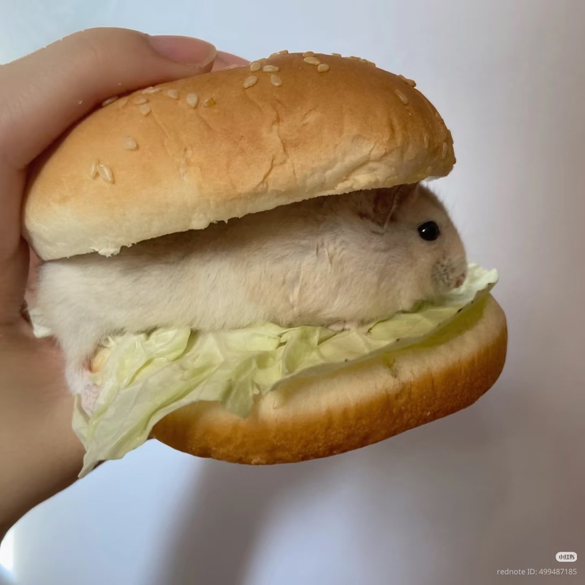TweetsOfHamster's tweet photo. 😋🍔🍔 https://t.co/X5zCD1YPh3