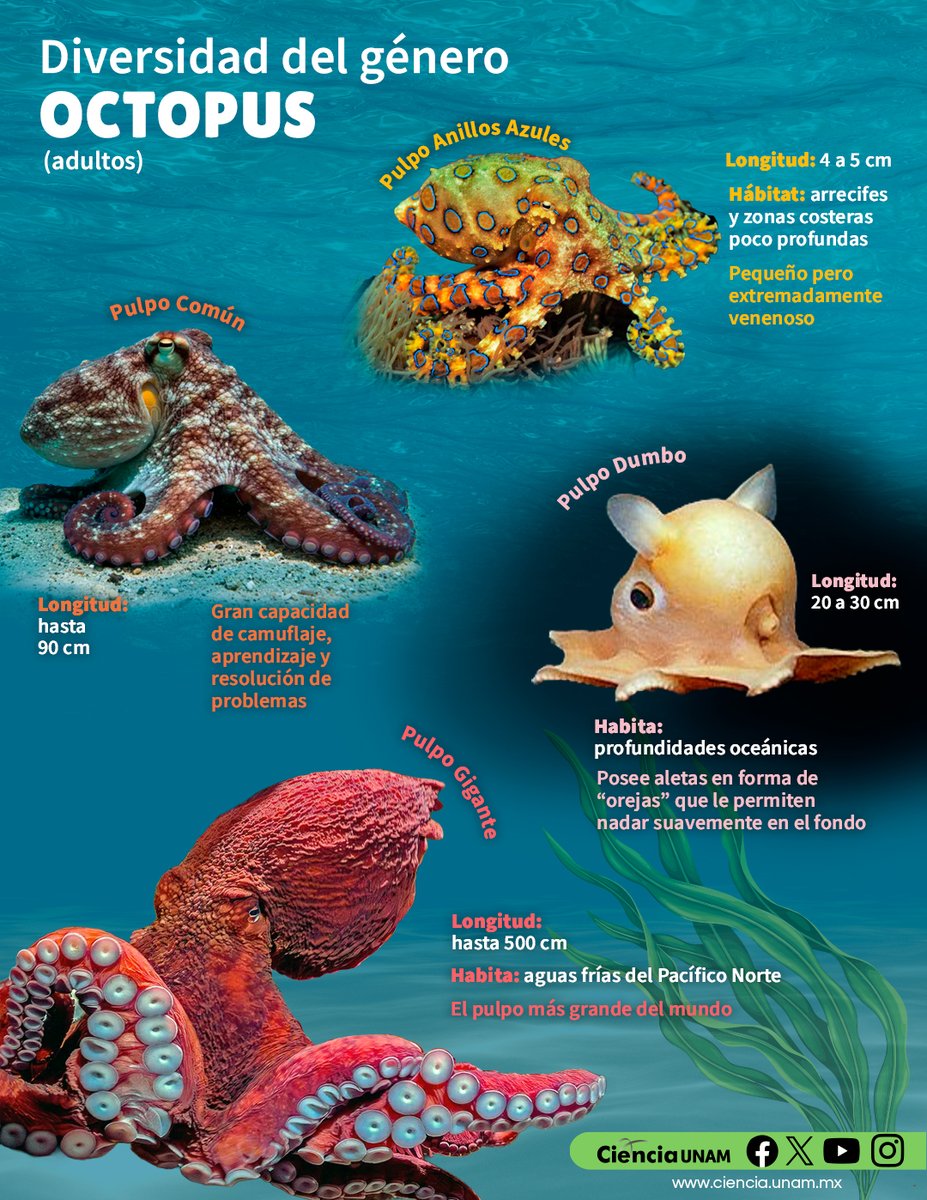 Ciencia_UNAM's tweet photo. #AmbienteyNaturaleza | Debido a que las crías de pulpo pueden verse completamente diferentes a sus versiones adultas, en los laboratorios usan herramientas genéticas para identificar con precisión a estas especies desde sus etapas más tempranas.
 https://t.co/nJ9a7L7rXC https://t.co/TnGZZTNpTh