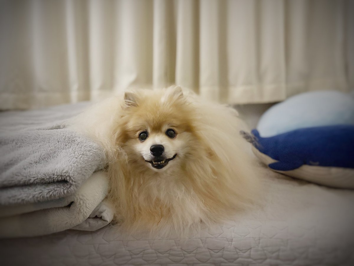 妖(よう) (@snow_white_999) / Posts / X