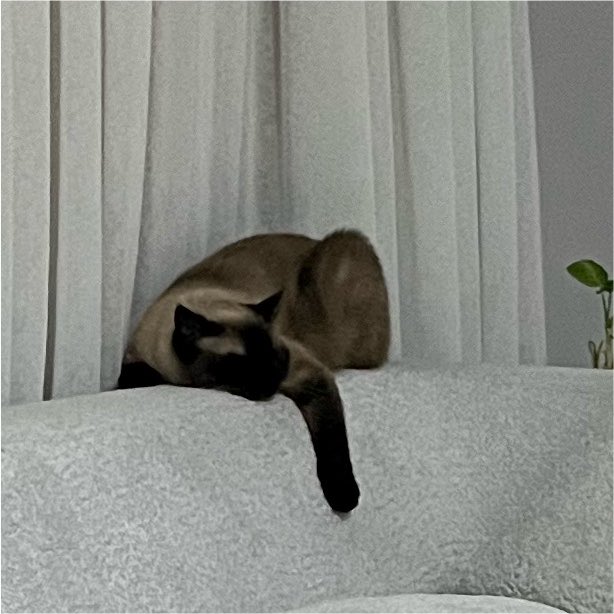 auzsi's tweet photo. 3 gündür evde şöyle bir şey dolanıyor https://t.co/VQ7VZtZMoQ