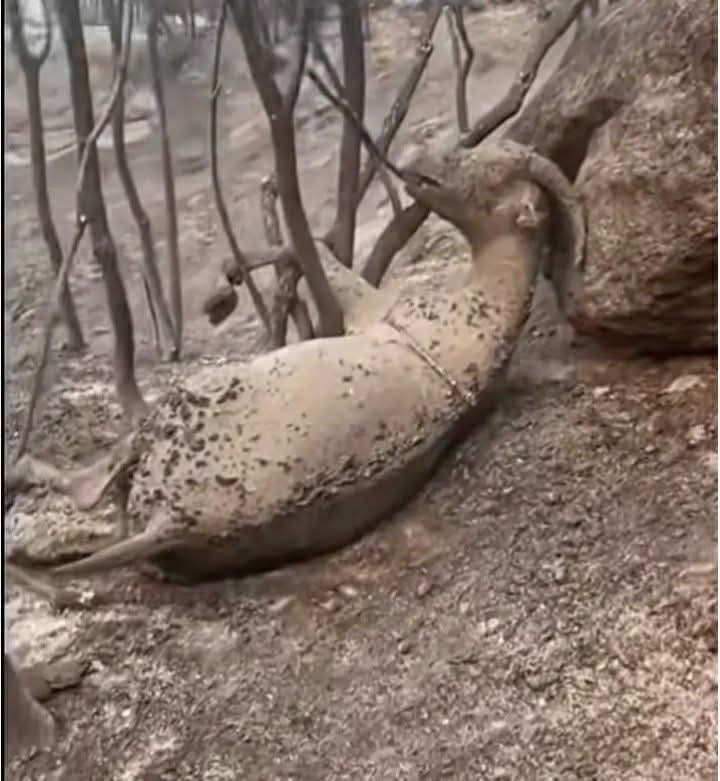 felyesufff's tweet photo. “Yangında can kaybı yok”

diyerek hayvanların ölümünü görünmez kılan da, 

“Cana geleceğine mala gelsin”

 diyerek yaşamı sadece insana indirgeyen de aynı yanılgının içindedir.

Hayvan “mal” değildir; canlıdır. Orman sadece ağaç değildir; bir ekosistemdir. 

Doğa sadece manzara değildir; yaşamın kendisidir.

İnsan merkezci kibir, vicdanın yerini aldığında felaketleri sadece rakamlarla konuşuruz.
Oysa yanan her orman, ölen her hayvan ve bozulan her iklim dengesi sonunda yine insanı vurur.

Doğa, hayvan ve iklim meselesi ideolojik sloganlarla değil; bilgiyle, vicdanla ve sorumlulukla anlaşılır.

#Hayatadair