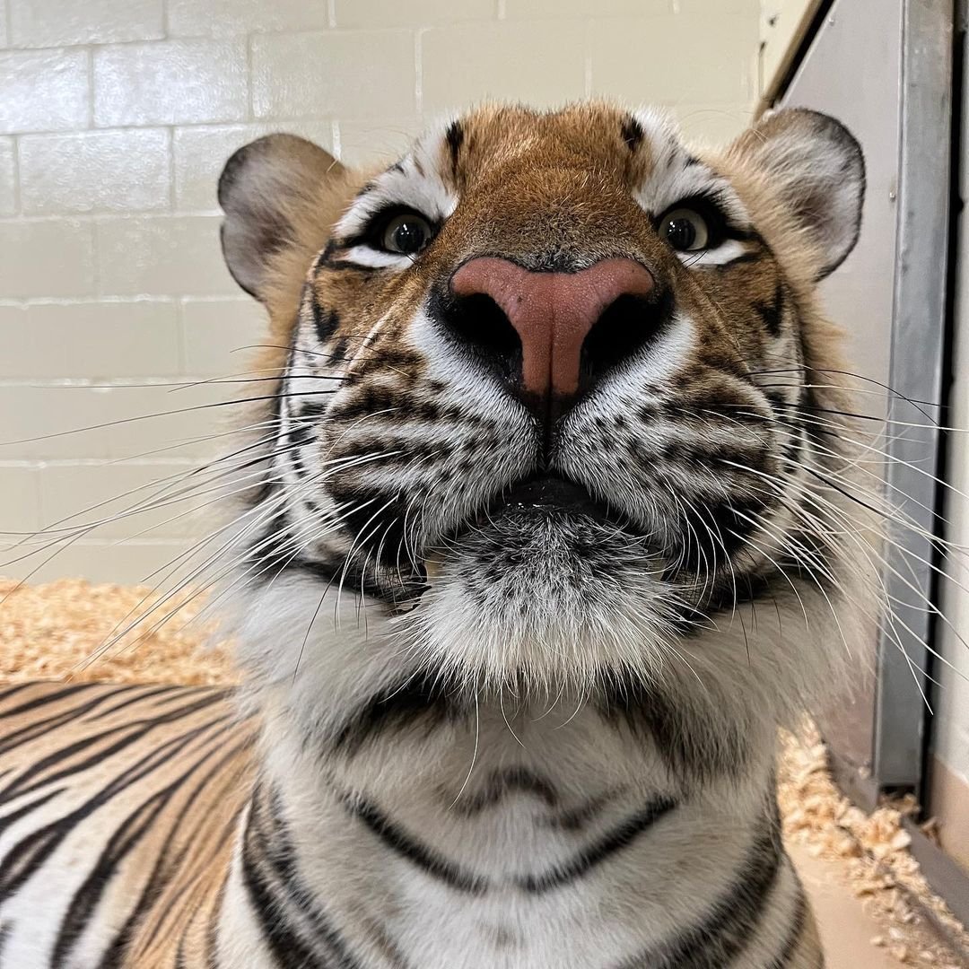 kingincrisis's tweet photo. you're hypnotised, you'd do whatever I say https://t.co/9eDqJgEIIA
