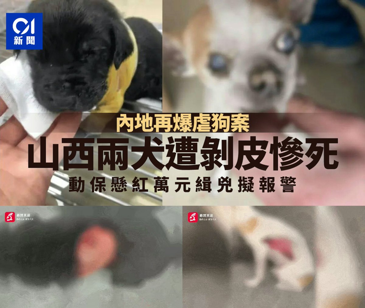 Pseudo_Prophet_'s tweet photo. Another case of dog abuse has surfaced in mainland China. 😡

Two puppies in Shanxi Province were skinned alive and died a gruesome death. 😰

Images are blurred for obvious reasons. https://t.co/eiTIPrKftj