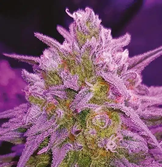 theseedfair7's tweet photo. 💜 Grow something extraordinary with Critical Purple! Dense purple buds, sweet fruity aromas &amp; generous yields make this strain a favorite for growers seeking premium genetics.

https://t.co/KfoWrfjfZv

#CriticalPurple #CannabisSeeds https://t.co/6p7H3CxhET