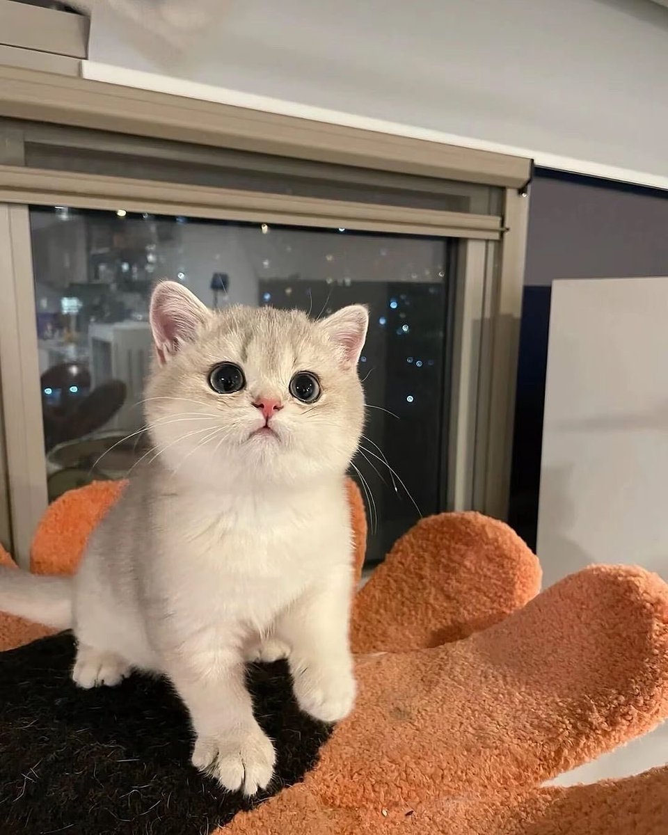 kittycatsssopp's tweet photo. https://t.co/yiHwzF7FmB