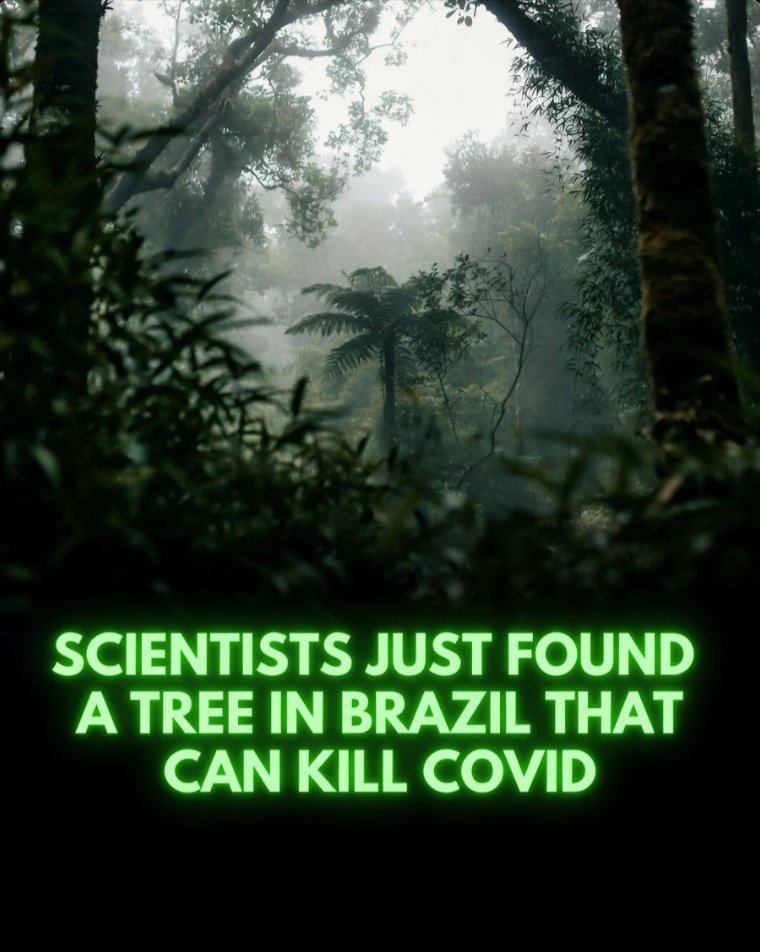 Rainmaker1973's tweet photo. Extract from a Brazilian tree can neutralize the COVID-19 virus, underscoring nature’s value as a source of defenses against global pandemics.

Scientists have found that leaves of Copaifera lucens, a tree native to Brazil’s threatened Atlantic Forest, contain natural compounds called galloylquinic acids. These compounds can neutralize the SARS-CoV-2 virus. The findings appear in the journal Scientific Reports.

Unlike many traditional antivirals that target only a single viral protein, the galloylquinic acids act through a multitarget mechanism. They attack the virus on several fronts at once. This approach makes it much harder for the virus to mutate and develop resistance, offering a more robust barrier against current and future strains.

The research, coordinated by Professor Jairo Kenupp Bastos of the University of São Paulo, showed that the compounds block the virus from entering cells, interfere with its replication, and help regulate the body’s inflammatory response.

The discovery also highlights the importance of protecting diverse ecosystems. Brazil is home to nearly a quarter of the world’s plant species. Loss of these forests could eliminate potential life-saving compounds before they are ever identified and studied.

[El-Morsi, R. M., Al-Madboly, L. A., Bastos, J. K., et al. (2026). Bioactive galloylquinic acids from Copaifera lucens as dual inhibitors of SARS-CoV-2 Spike and RdRp proteins. Scientific Reports, 16, 4521. DOI: 10.1038/s41598-025-25217-8]