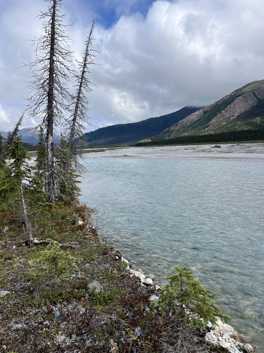 NationalParkEx1's tweet photo. Going for a stroll through the woods. @GatesArcticNPS https://t.co/kKKecHBfwu