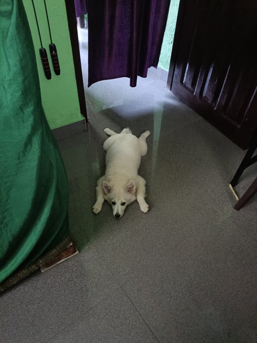 TheBarkingStar's tweet photo. "Happiness is a cool floor, a comfy stretch, and a heart full of love. 🐾❤️"
#Puppy #DogLover #Sploot #DogLife #CuteDogs #PuppyLove #DogsOfTwitter #PetLover #FurryFriend #AnimalLover #HappyPup #DailyPaws #Viral #Trending #Pets 🐶✨ https://t.co/rIi4yTpIsR
