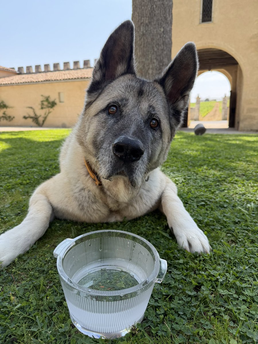 Motandkrid's tweet photo. Quick weekend getaway at @LpLalique . A great time was had by all and Max the Akita even met a new friend. Happy Tuesday everybody.
#akitainu #dogs #puppy #WeekendGetaway https://t.co/LVZV5Npg8L