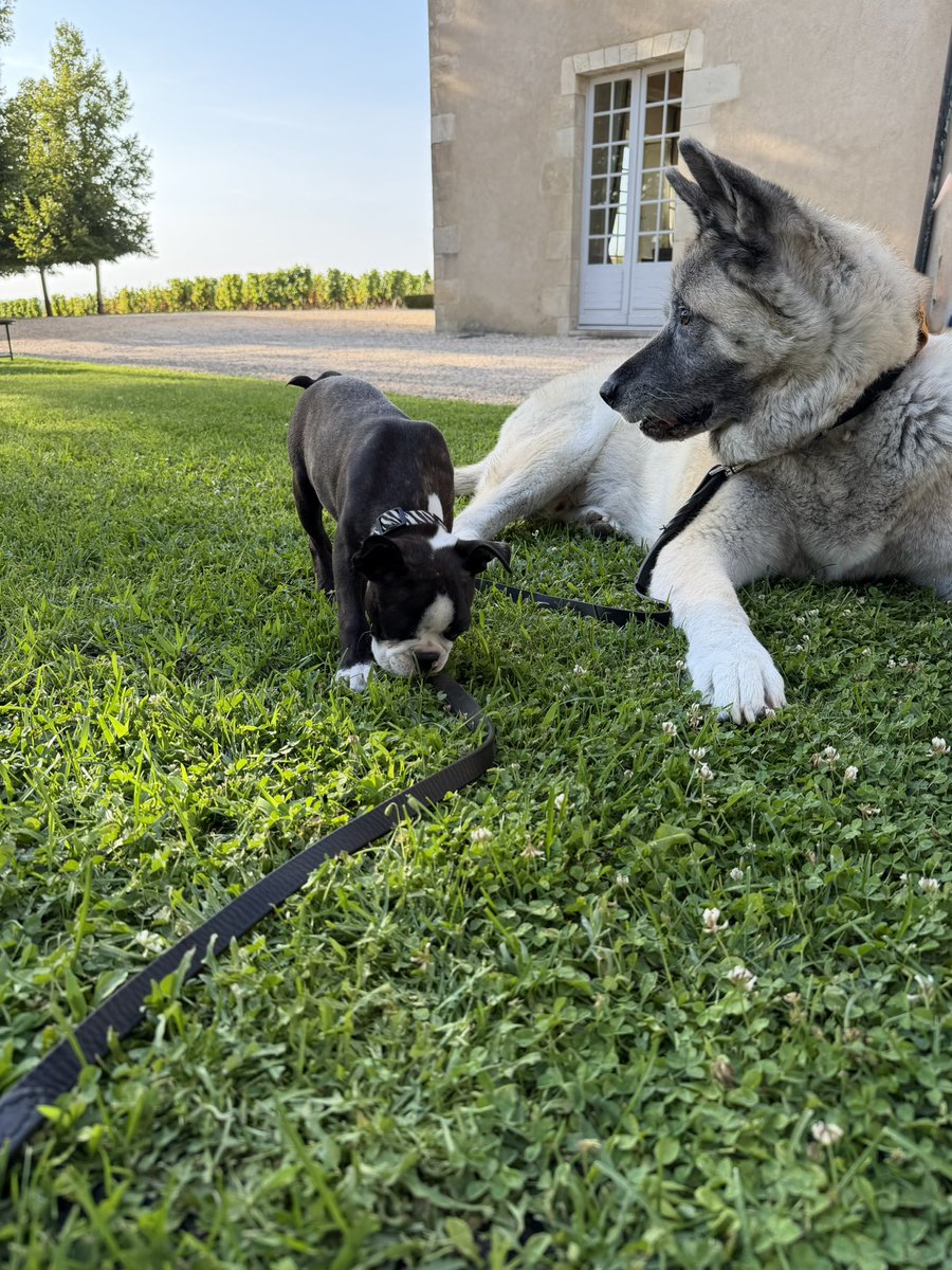 Motandkrid's tweet photo. Quick weekend getaway at @LpLalique . A great time was had by all and Max the Akita even met a new friend. Happy Tuesday everybody.
#akitainu #dogs #puppy #WeekendGetaway https://t.co/LVZV5Npg8L