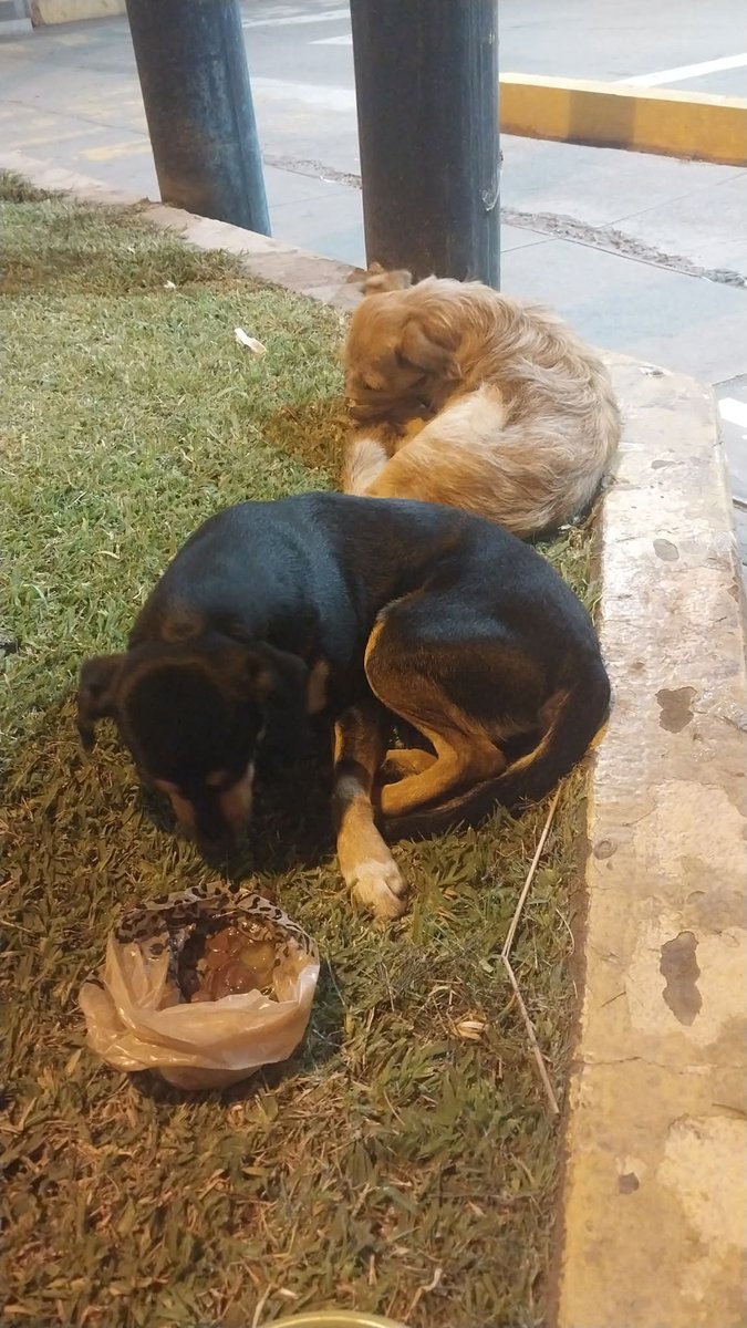 rommyb's tweet photo. ATENCIÓN, SURCO
Dos perritas avistadas en Primax del cruce Caminos del Inca y Benavides. Dicen que llevan ya tres días por la zona. Urge encontrar a su familia o grupo de rescate https://t.co/cvmDCBYqxx