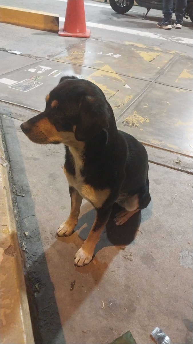rommyb's tweet photo. ATENCIÓN, SURCO
Dos perritas avistadas en Primax del cruce Caminos del Inca y Benavides. Dicen que llevan ya tres días por la zona. Urge encontrar a su familia o grupo de rescate https://t.co/cvmDCBYqxx