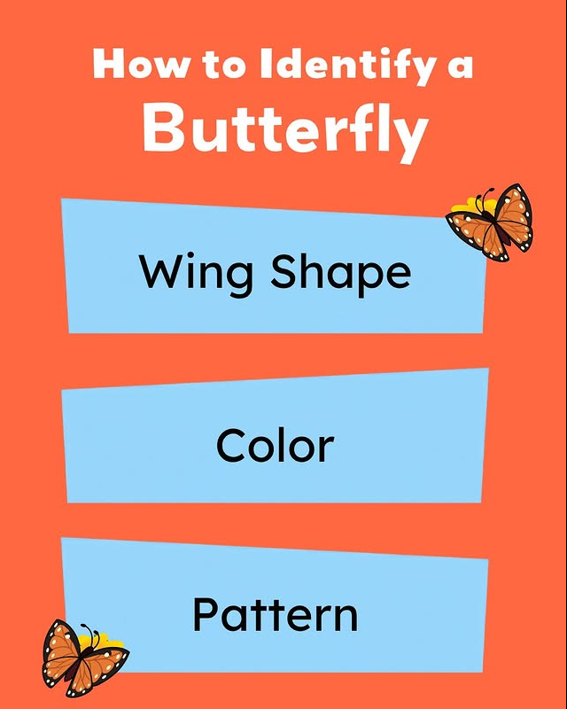 MainframeAnim's tweet photo. Get ready for butterfly season! Learn how to spot one like Phoebe and Jay ππ¦
Check out Phoebe and Jay, now airing on PBS!
#PhoebeAndJay #WeAReMainframe #PBSKids https://t.co/Y9jXh5kGh6