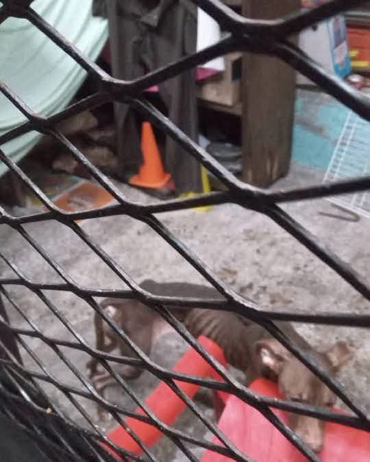SivarNewsSV's tweet photo. 🔴 DENUNCIAN GRAVE CASO DE MALTRATO ANIMAL EN SAN SALVADOR ESTE

🐶 Una perrita permanece en condiciones deplorables en una vivienda ubicada en la colonia Los Santos #1, pasaje San José, casa #239-A, San Salvador Este.

📍 De acuerdo con la denuncia ciudadana, en el inmueble también hay otros siete perros en las mismas condiciones. La persona que hizo pública la situación aseguró que alimentó al animal y pidió la intervención urgente de las autoridades competentes.

🚨 Hacen un llamado a las instituciones correspondientes para rescatar a los animales y actuar conforme a la ley.