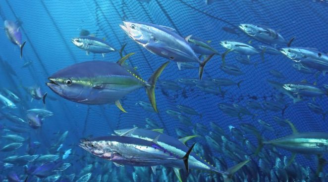 CEIPA_Ecuador's tweet photo. 🏭🐟 | El 7⃣0⃣% de las poblaciones mundiales de #Atún cumple los estándares de sostenibilidad, según la #ISSF
▶️ https://t.co/5CSX3Km5QA
#TransformaciónAzul
#AtúnSostenible https://t.co/MA9FYnwdFJ