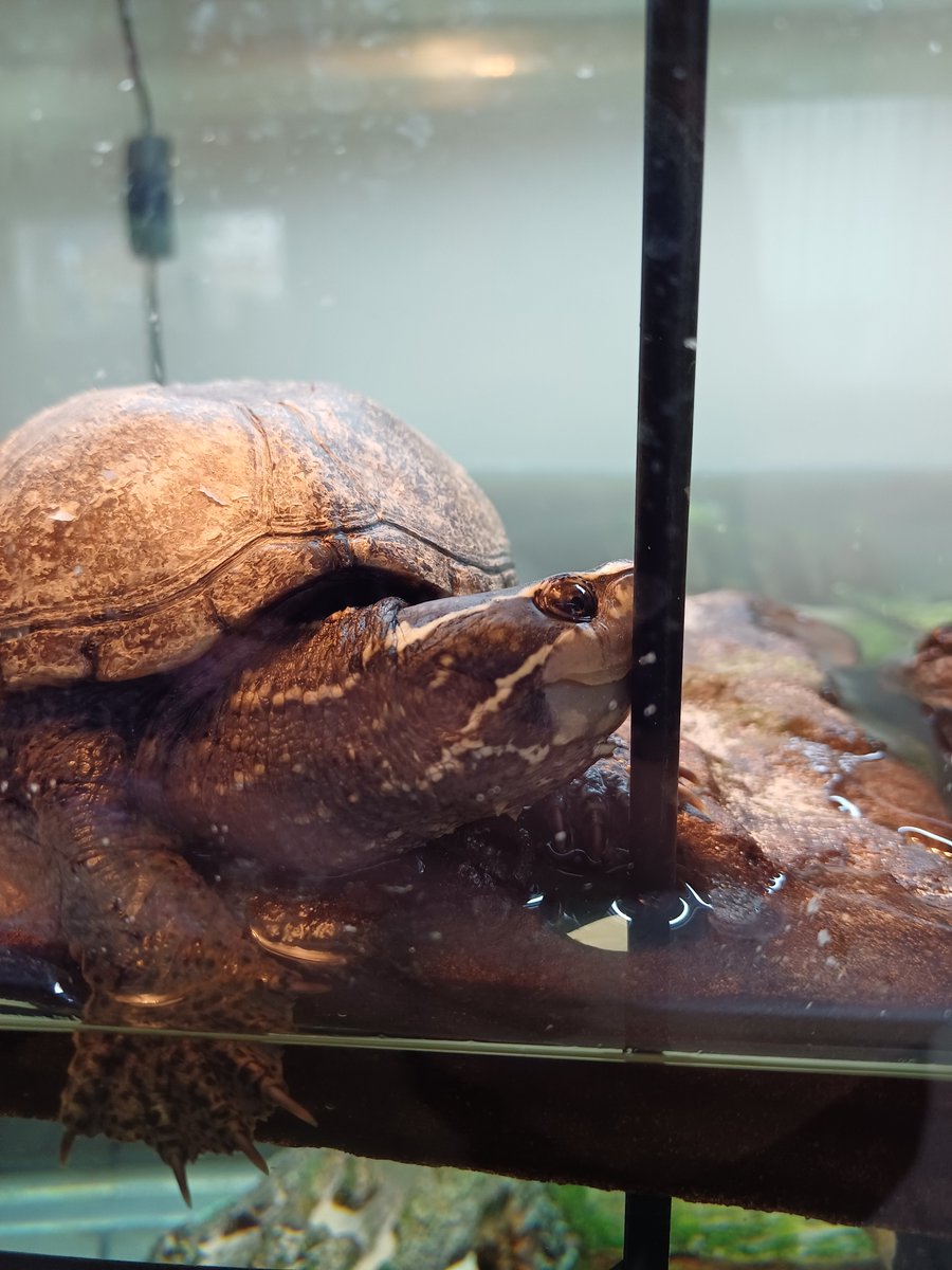 1987clairebear's tweet photo. Toby would like all his #buds to know that he had the *best* nap this afternoon, under his heat lamp, in this exact position!
#Turtle #Tortoise #TurtleLife https://t.co/lsrKkUpnnD