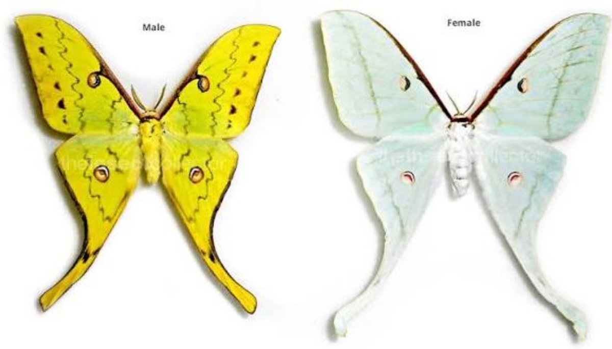 jbr_19892's tweet photo. Actias laotiana 

 — Testout, 1936 — https://t.co/iZ2ghJUIoL