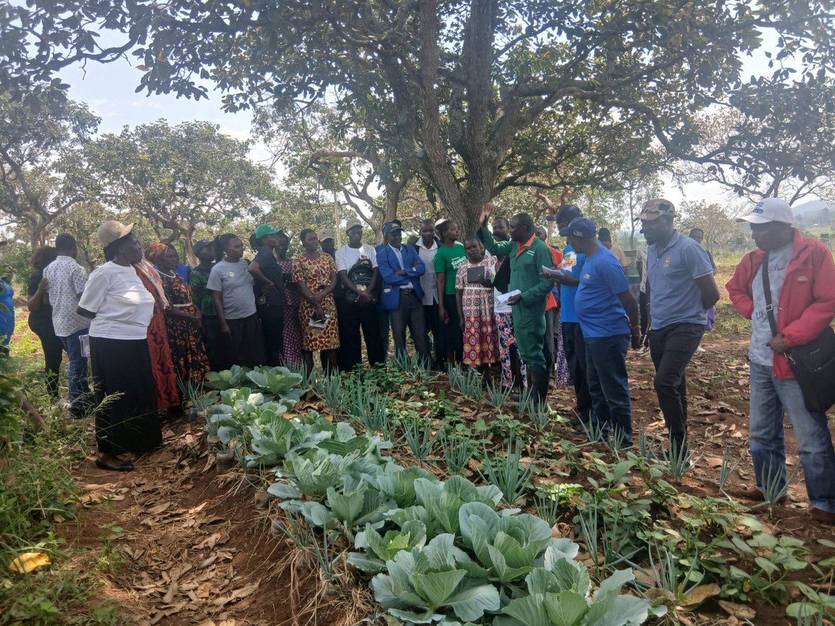 kalromkulima's tweet photo. KALRO Food Crops Research Centre- Alupe hosted 100 lead farmers from the Cereal Growers Association (CGA), Kakamega County, for a two-day exchange visit designed to strengthen climate-smart and sustainable agriculture.

The Farmer Service Centres (FSCs) and Village-Based Advisors (VBAs) received specialized training in:
✅ Soil health, sampling, testing and analysis interpretation
✅ Integrated Soil Fertility Management (ISFM) technologies
✅ Conservation agriculture tools and green manure cover crops
✅ Improved seed technologies
✅ Medicinal and aromatic plants
✅ Nursery management practices for oil palm and fruit trees
✅ Value addition and agro-processing of soybean and oil palm

The participants also visited Wezesha Agri-Eco Hub, where they explored innovative urban farming technologies and modern piggery, dairy, fishery and poultry production systems.

The impact extends far beyond the 100 participants. As community-based extension champions, the VBAs will cascade this knowledge to fellow smallholder farmers, driving increased productivity, climate resilience, diversified incomes, and improved food and nutrition security.

Through strategic partnerships and knowledge exchange, KALRO continues to empower farmers with innovative technologies that transform agriculture and livelihoods.

#KALRO #CerealGrowersAssociation #ClimateSmartAgriculture #SustainableAgriculture #FoodSecurity #KnowledgeExchange