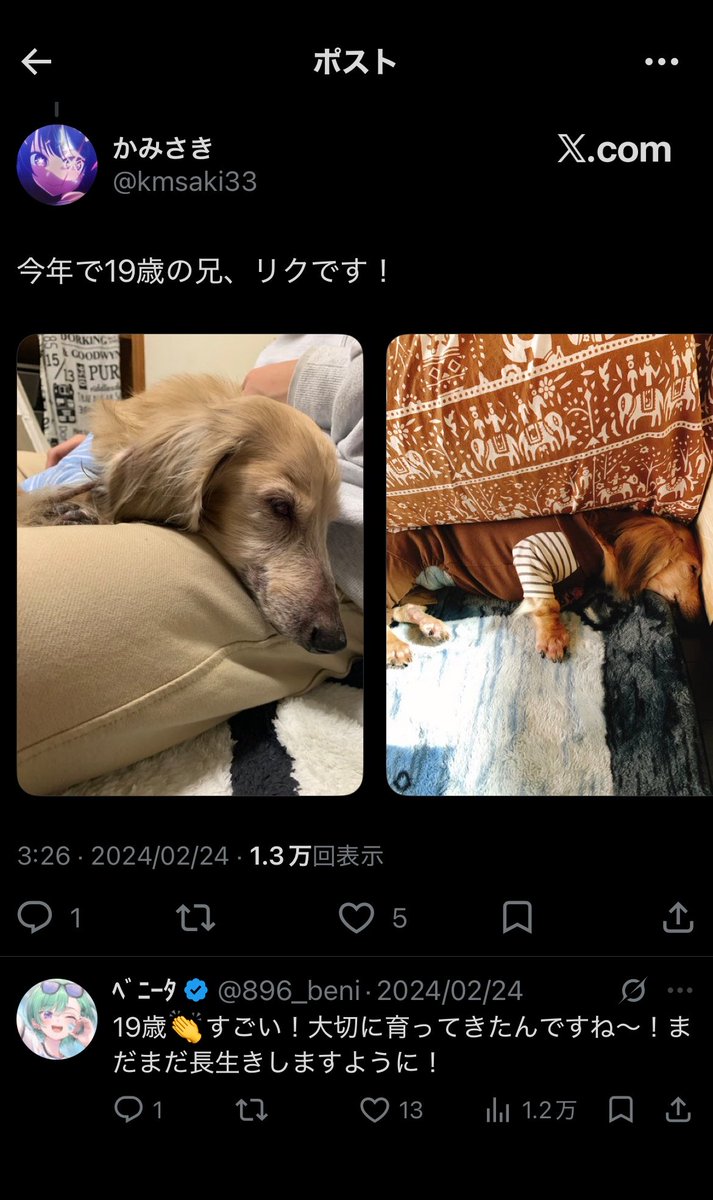 k3saki's tweet photo. @beni_yakumo 2年前にべにちゃんに長生きをお祈りしてもらった者です。
まずはいぬべにのご冥福をお祈り致します。
僕の兄であるリクも、去年の元旦にこの世を去りましたが、いぬべにと同じく前日までいつも通りで、当日いきなり兆候を見せたかと思いきや、苦しむ様子もなく旅立ったと聞いています。 https://t.co/CmgnDqrNEE
