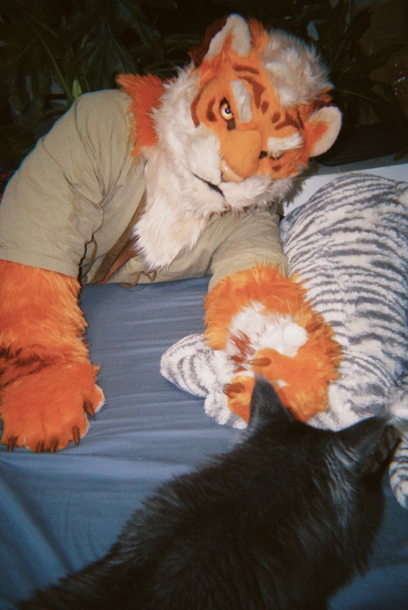 TigerHRMS's tweet photo. 虎虎和猫猫 #furry #fursuit https://t.co/QqAwsVYsIu