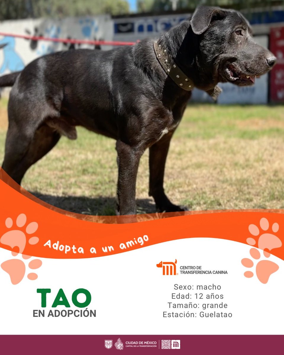 ctcdelmetro's tweet photo. Tao, es un perrito que está en espera de un hogar. Lo rescataron en la estación Guelatao de la Línea A, es macho y tiene 12 años, es noble y muy cariñoso. 💜🐶✨
Consulta los requisitos de adopción en: https://t.co/qj7liQsl4b  

#CTCMetro
#AUnMetroDeSuHogar
#AdoptaNoCompres https://t.co/GvZUzF3z2u