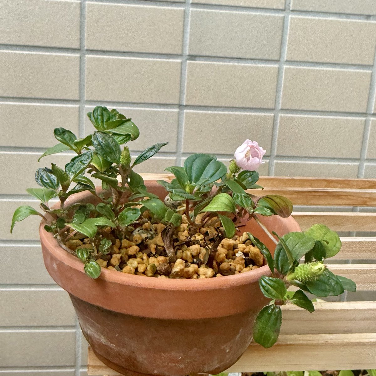 Pan_HB's tweet photo. #ノボタン が咲きました。1センチくらいの可憐なお花。こんなに暑いなか咲いてくれるとは、小さいのにヤルなぁ。

ネットで調べるとパンパンに平開した写真もあり1日様子見しましたが、萎みました。
私的にはこのくらいの開き具合、抱え咲きが好みです。
まだツボミもあるので、楽しめそうです✨ https://t.co/XS2bqninlp